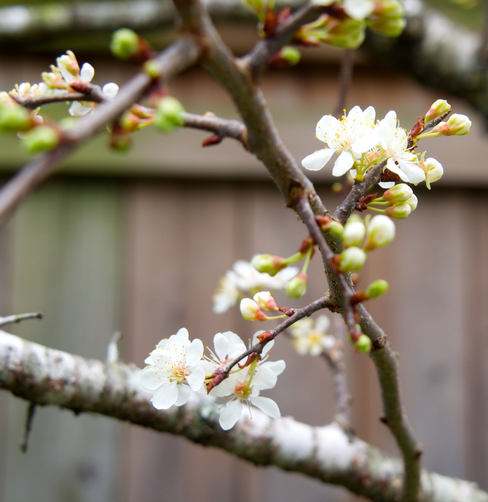 pear tree/spring